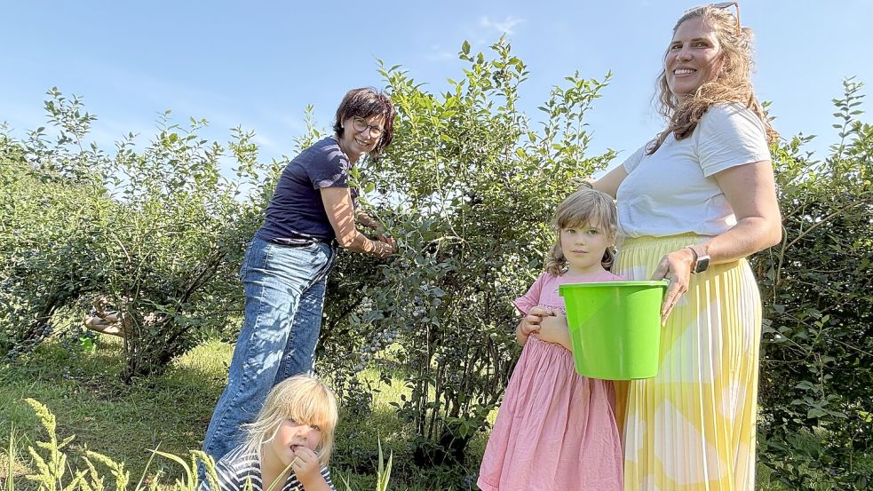 Birgit Heyen (von links) sowie Freya, Carla und Carina Lehmann sind drei Generationen voller Begeisterung für Blaubeeren. Zwischendurch wandert ab und an ein süßer Snack in den Mund der vierjährigen Erntehelferin Freya. Foto: Susanne Ullrich