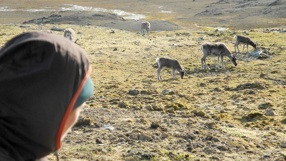 Auf Spitzbergen sind in diesem Sommer ungewöhnlich viele Rentiere verendet. (Archivbild) Foto: Mathilde Le Moullec/dpa