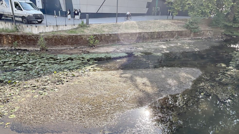 An der Herrenteichsstraße in der Osnabrücker Innenstadt ist das Niedrigwasser in der Hase gut zu erkennen. Foto: Luca Kleine Heitmeyer