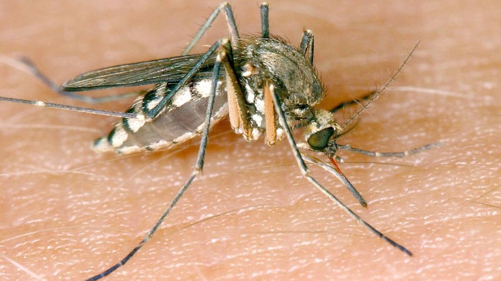 Eine Mücke saugt Blut aus der Haut (Symbolbild). Foto: Andreas Lander/dpa-Zentralbild/d