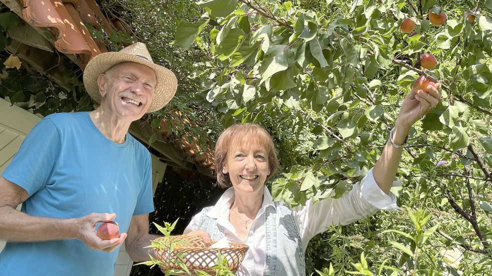 Die Aprikosenernte im August 2026 ist für Peter und Helga Bruns dank eines Tricks erstmals reichhaltig. Foto: Susanne Ullrich