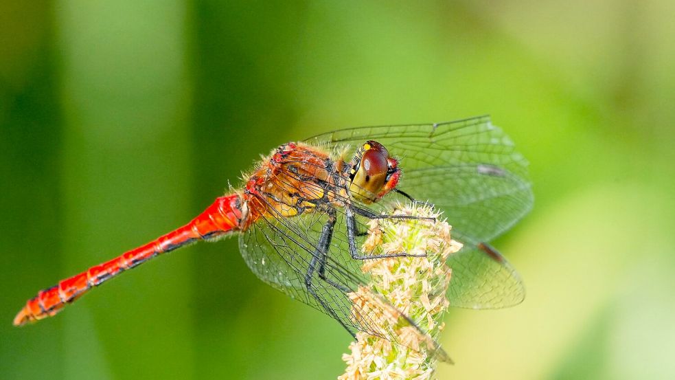 Auch diese faszinierende Libelle ist im Ökowerk Emden zu entdecken. Foto: Ökowerk Emden/Hubert Mahr
