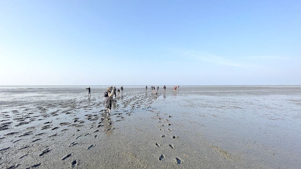 Die kostenlose Wattwanderung in Harlesiel führt auch zu den Salzwiesen. Foto: Landkreis Wittmund