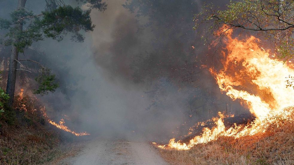 Die Ursache des Waldbrandes ist bislang nicht bekannt. Foto: Jan Ohmen