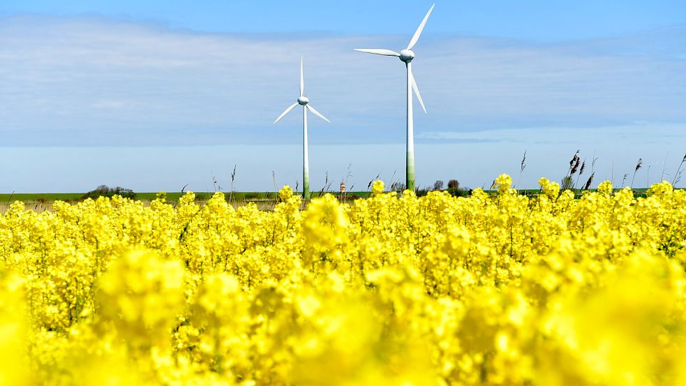 Windkraftanlagen vor einem Rapsfeld am Pilsumer Leuchtturm. Die Gemeinde Krummhörn hat ihr gesetzliches Soll in Sachen erneuerbare Energien schon erreicht. Foto: Heinz Wagenaar/Archiv