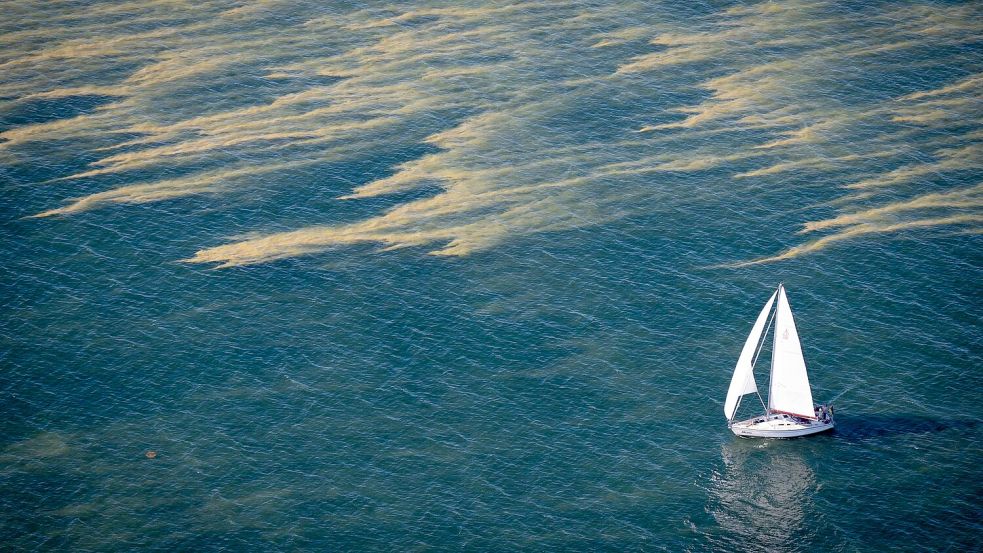 Blaualgenteppiche erstrecken sich über Teile der Ostsee. Foto: Philip Dulian