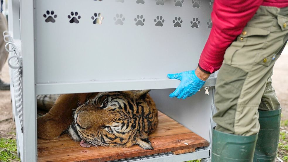 Ein Tiger liegt in einer Transportkiste vor seiner Verlegung in ein Schutzgebiet in Südafrika. Foto: Natacha Pisarenko
