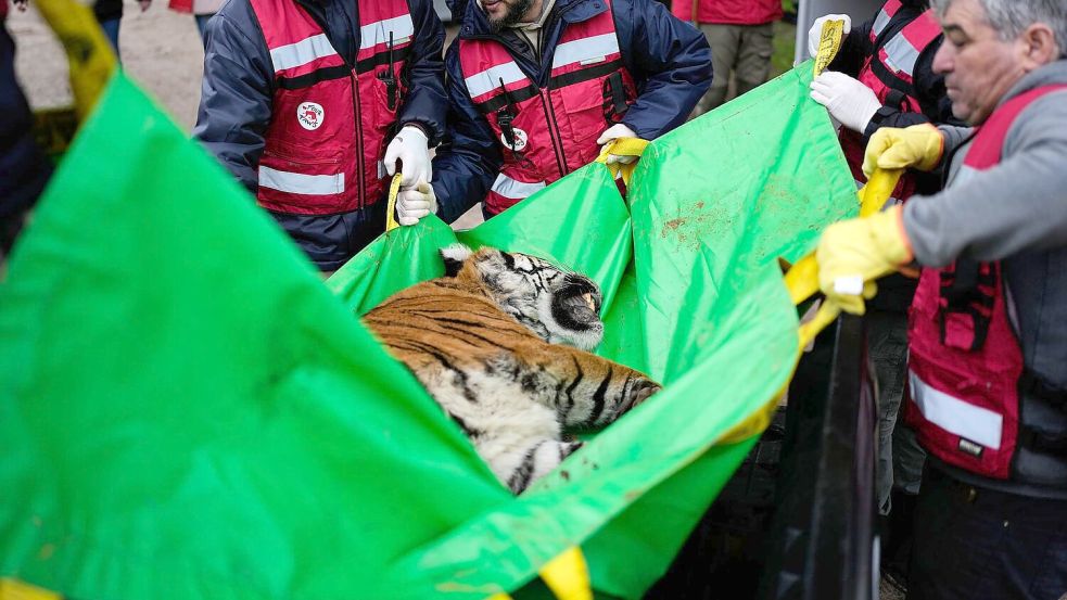 Die Tierschutzorganisation Vier Pfoten leitet die Rettungsaktion. Foto: Natacha Pisarenko