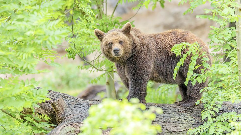 Bärenparadies Rumänien? Die Population der Braunbären in dem Land ist zuletzt stark angewachsen. Foto: IMAGO/imageBROKER/photoholic