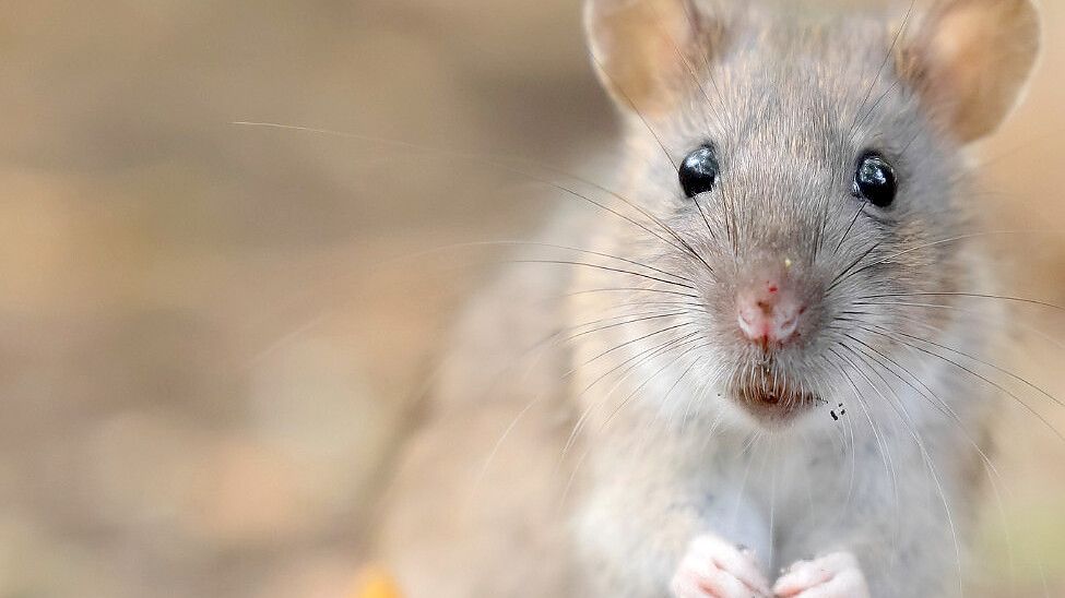 Die Gemeinde Apen hat Einwohner auf ein erhöhtes Rattenaufkommen hingewiesen und bittet um Mithilfe bei der Eindämmung. Foto: Gemeinde Apen