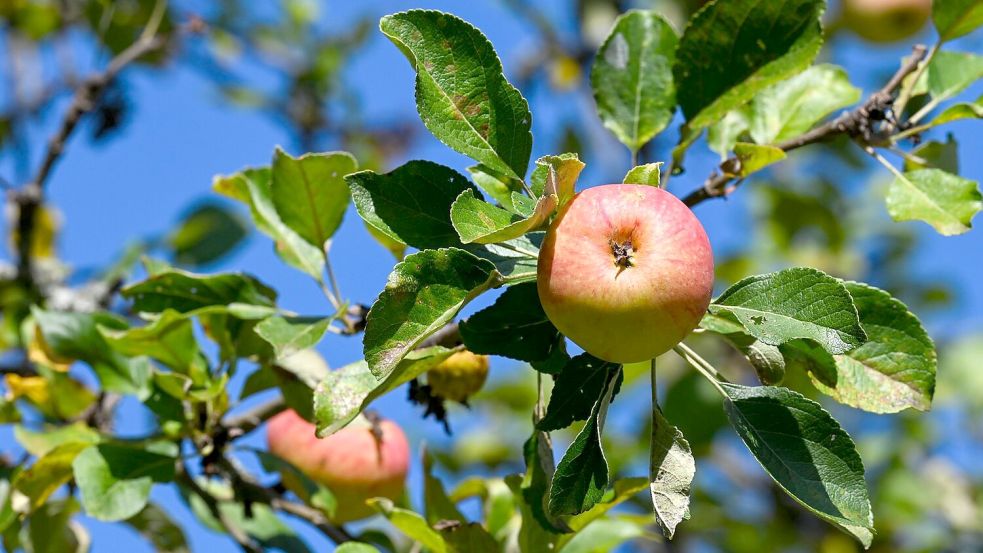 Äpfel sind das mit Abstand am meisten geerntete Baumobst in Deutschland. (Archivbild) Foto: Jens Kalaene