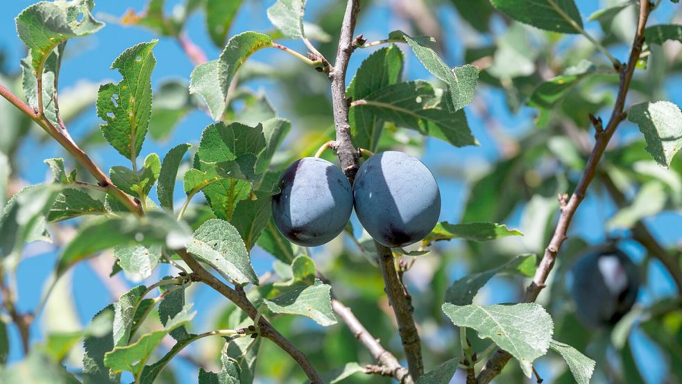 Pflaumen und Zwetschgen werden in Deutschland vor allem in Baden-Württemberg und Rheinland-Pfalz angebaut. (Symbolbild) Foto: Daniel Vogl