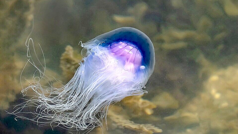 Die Blaue Nesselqualle kann einen Durchmesser von bis zu 30 cm erlangen. Foto: Wikimedia Commons