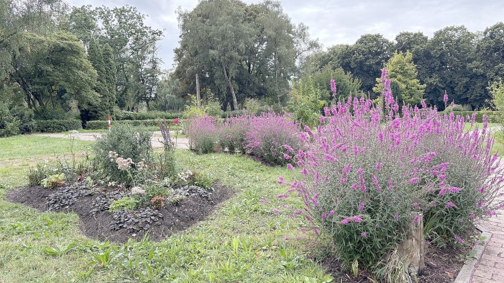 Futter für Bienen und Co.: Staudenbeete auf dem Friedhof Tholenswehr. Fotos: Stephanie Schuurman
