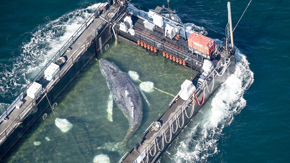 Eine private Initiative ließ den Buckelwal „Timmy“ mit Duldung des Umweltministeriums Richtung Dänemark abtransportieren. (Archivbild) Foto: Philip Dulian