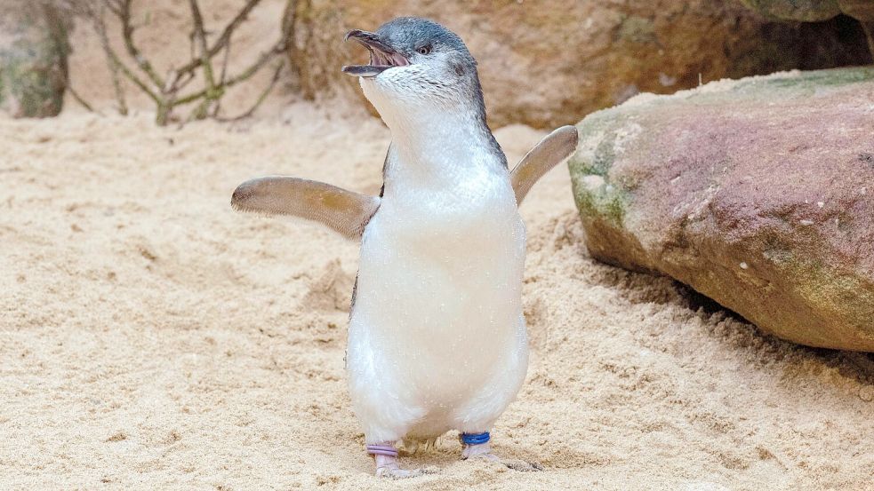 Nur 30 Zentimeter groß: Zwergpinguine sind die kleinste Pinguinart der Welt. Foto: IMAGO/Tara Malhotra