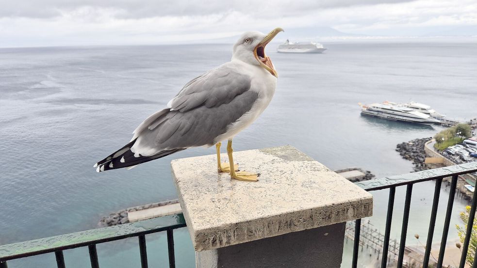 Eine Mittelmeermöwe schnappt nach einem Kreuzfahrtschiff im Golf von Neapel: Mit dieser tierischen Aufnahme sichert sich Dagmar Ritschel einen Platz unter den besten zwölf Urlaubsbildern. Foto: Dagmar Ritschel