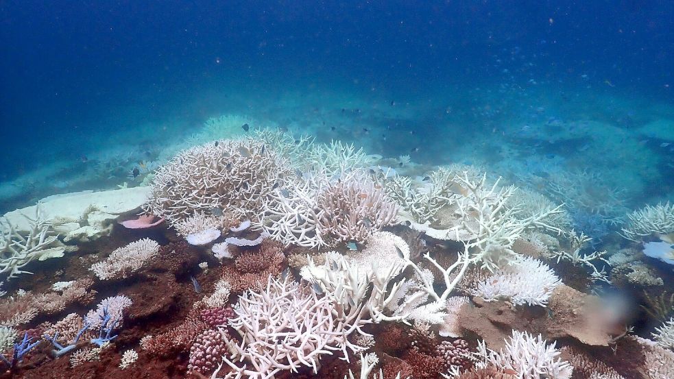 Die Aufwärmung der Meere führt unter anderem zum Absterben von Korallen, hier am Great Barrier Reef (Archivbild). Foto: Supplied