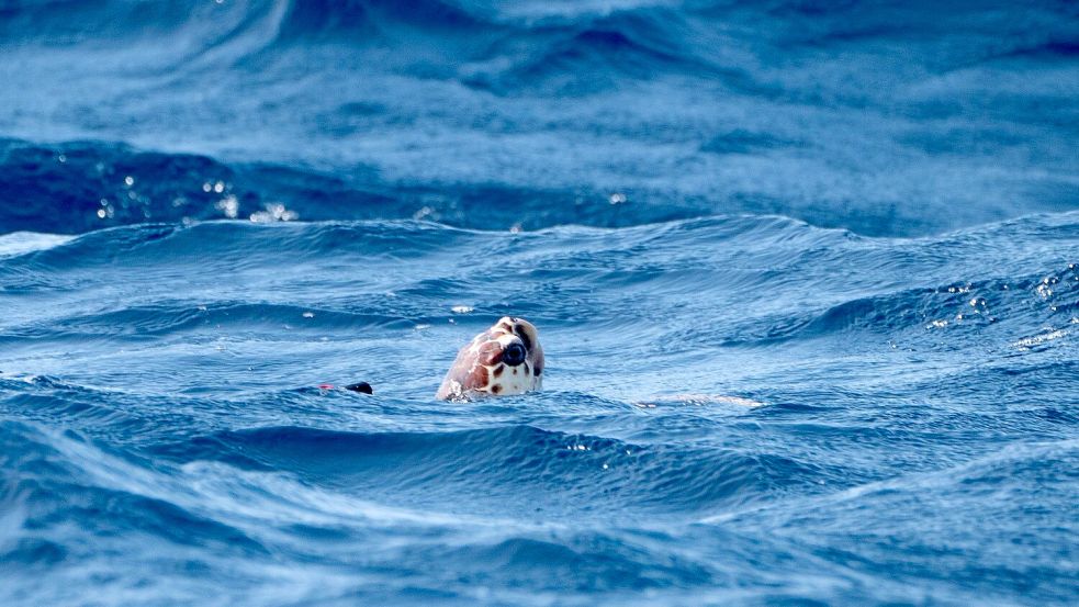 Wärmere Ozeane beeinflussen auch Nahrungsketten im Meer. (Symbolbild) Foto: Ben Birchall