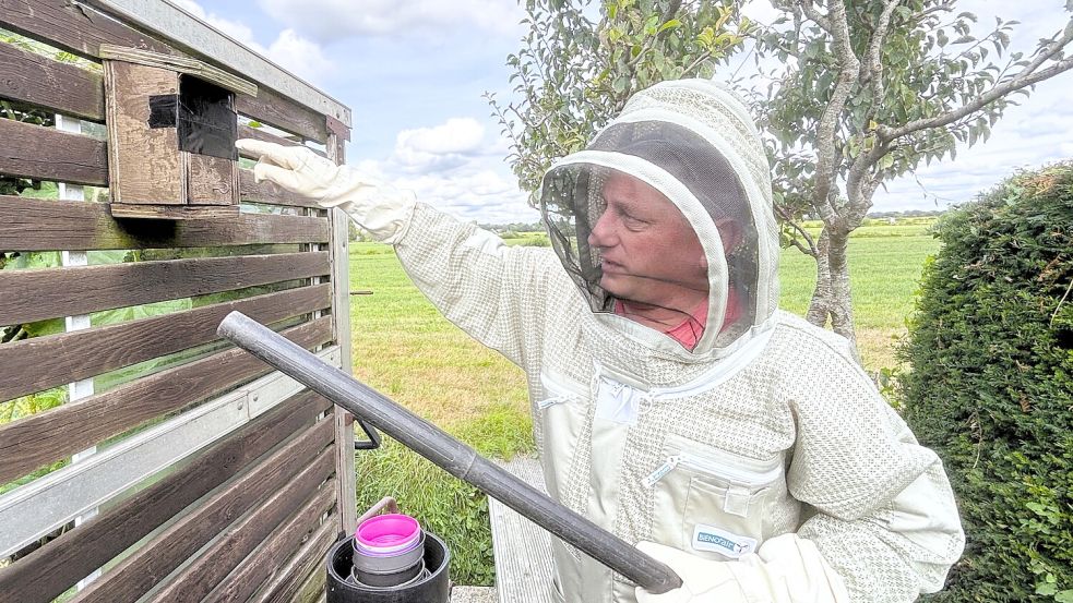 Imker Andreas Sikorski bereitet im Garten der Betroffenen in Großefehn die Umsiedlung des Hornissennestes vor und verschließt den Zugang. Heimkehrende Tiere saugt er mit einem leichten Unterdruck an. Foto: Nicole Böning