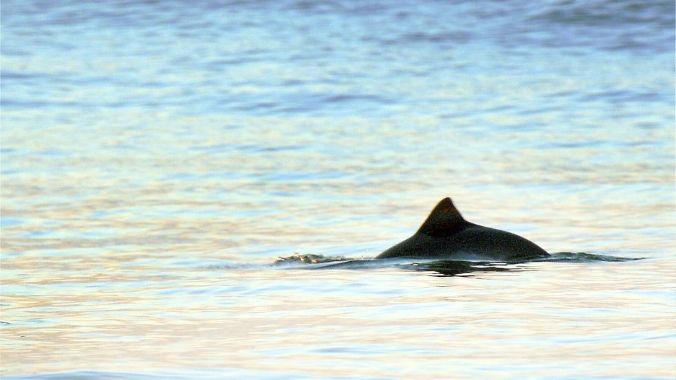 Immer wieder verenden Tiere wie Schweinswale in Fischernetzen. (Archivbild) Foto: Kay Nietfeld/dpa