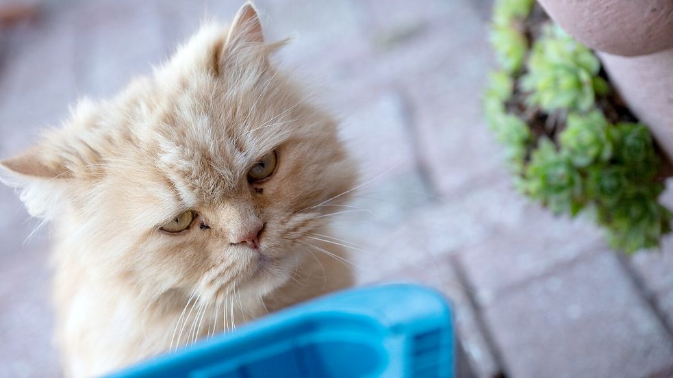 Katzen sind für viele wie Familienmitgliedern. In Rorichum werden Haustiere nun im Gottesdienst gesegnet. Foto: Klaus Ortgies/Archiv