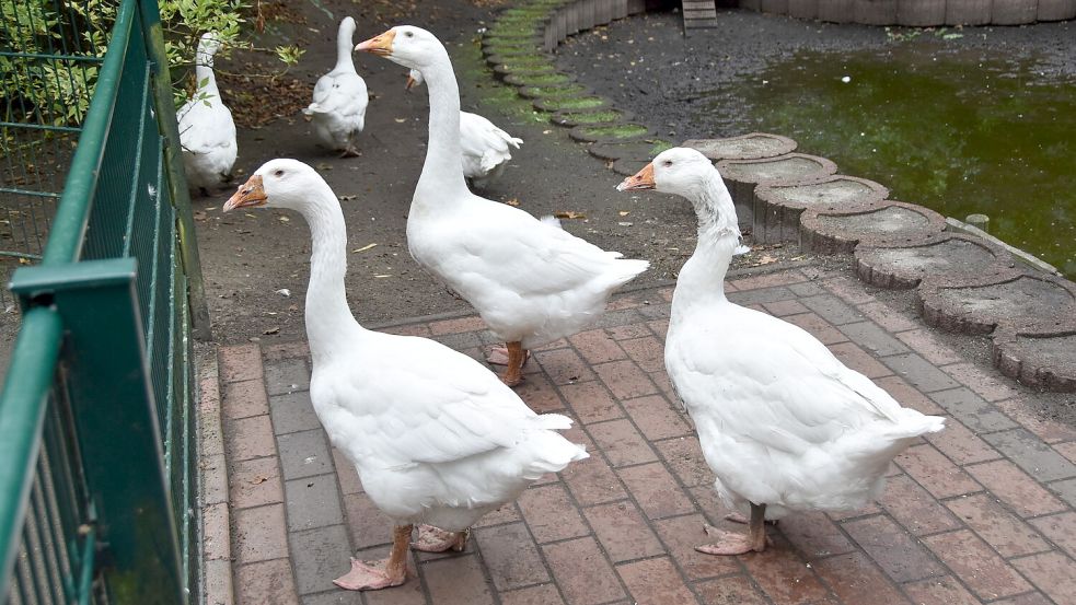 Die Gänse von Ludwig Smidt haben mir ihren Artgenossen im Rechtsupweger Tiergarten Freundschaft geschlossen. Foto: Thomas Dirks