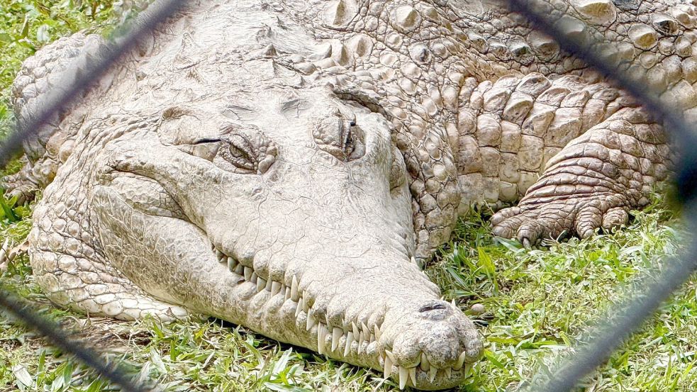 Krokodile: Wohl niemand hat sie so berühmt gemacht wie „Crocodile Hunter“ Steve Irwin. Foto: Carola Frentzen