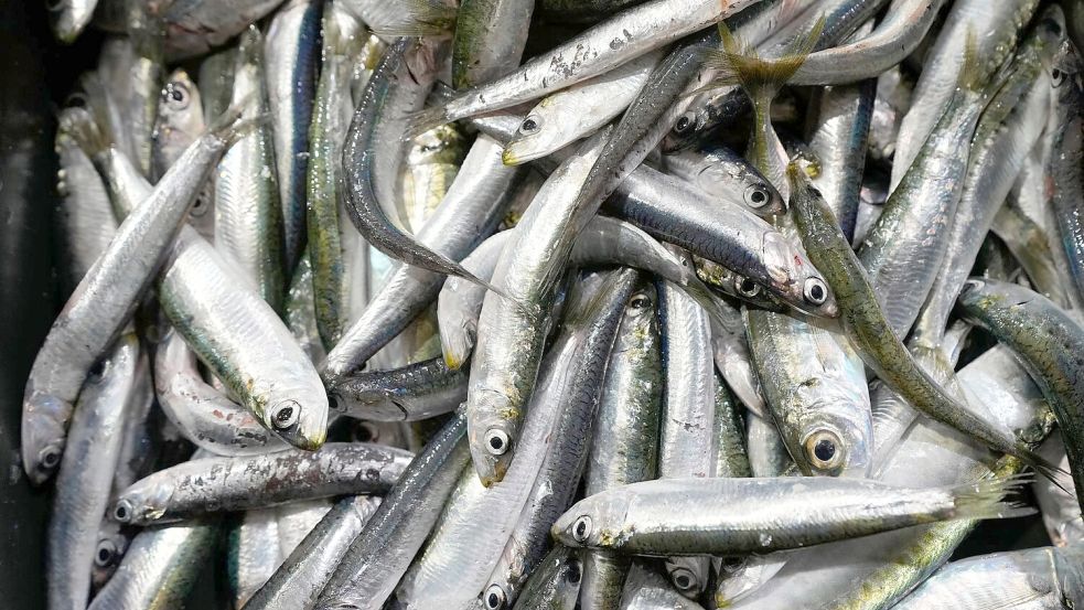 Der Großteil des europäischen Bedarfs an Sardinen wird mit Importen aus Marokko gedeckt. (Symbolbild) Foto: Darko Bandic