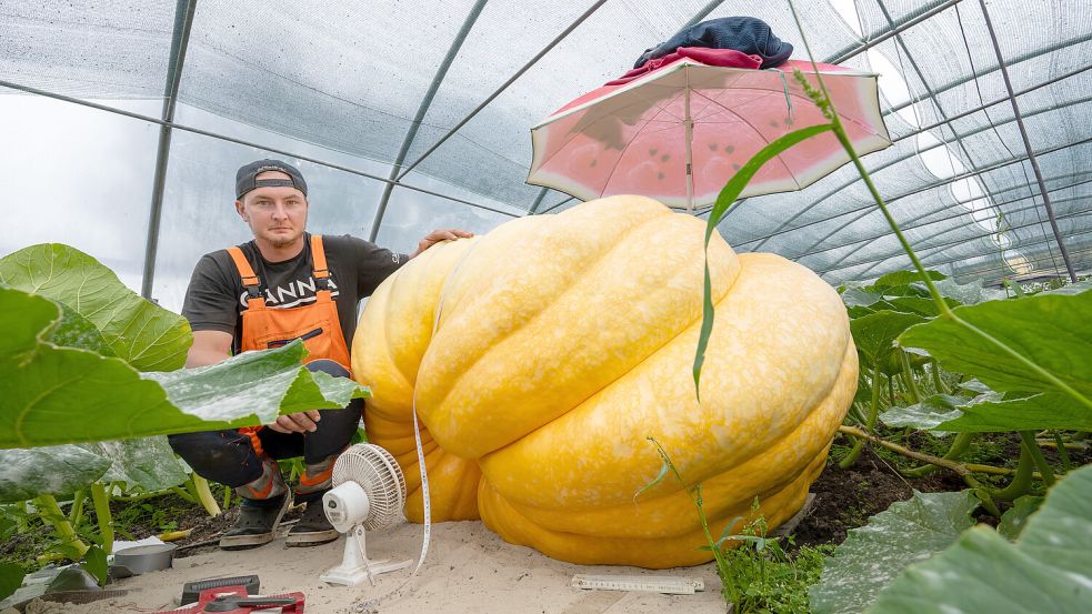 Rund 500 Kilo wiegt dieser Kürbis im Gewächshaus von Kevin Rataj. Foto: Klaus Ortgies
