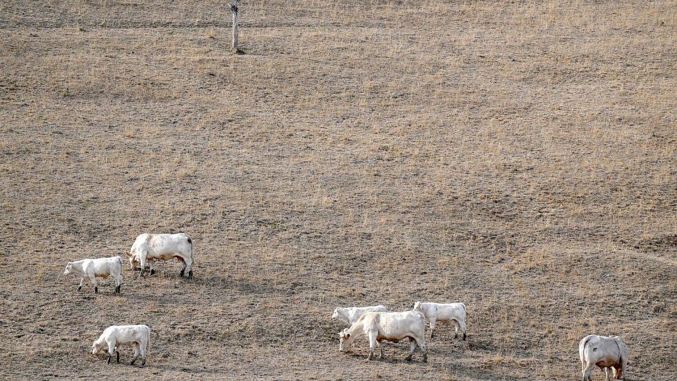 Nach einem Sommer mit beispielloser Hitze und Trockenheit befindet sich Frankreichs Landwirtschaft in einer schwierigen Lage (Archivbild). Foto: Olivier Chassignole/AFP/dpa