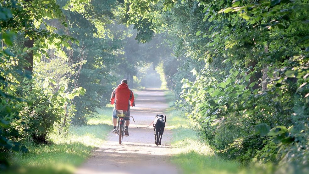 E-Bikes sind beliebt in Ostfriesland, wie eine aktuelle Studie zeigt. Foto: Pixabay