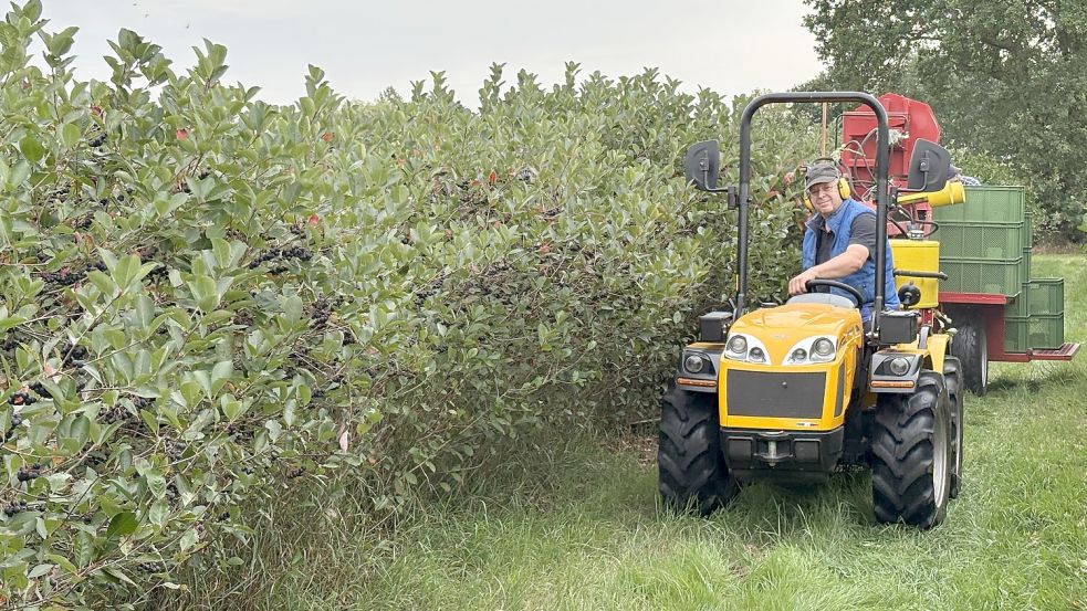 Rudolf Bogena am Steuer der Erntemaschine auf den Feldern in Aurich-Rahe. Foto: Mieke Matthes