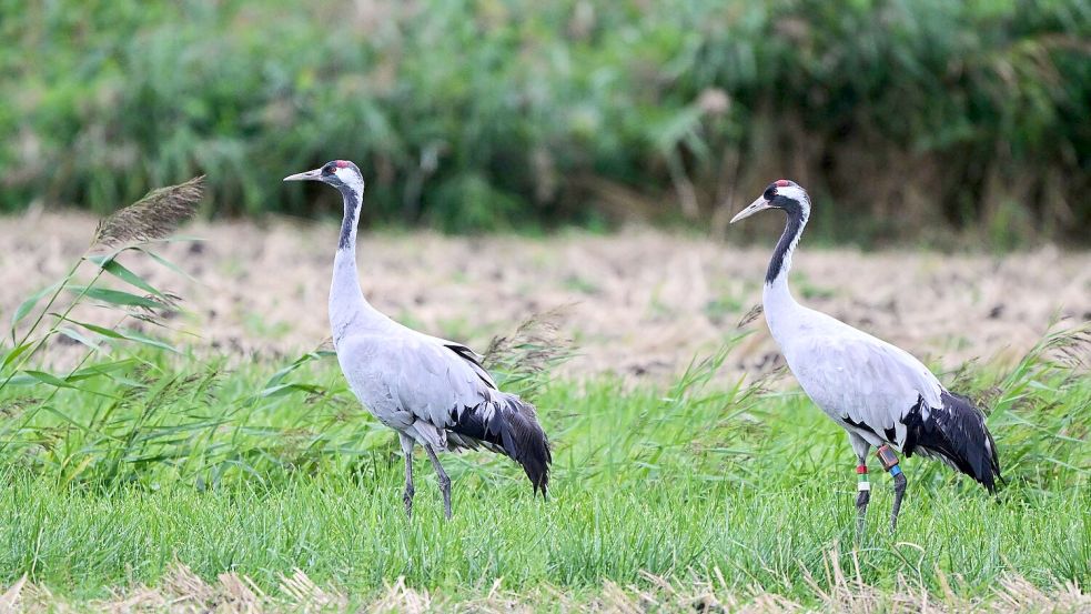 Der Kranich (Grus grus) gilt in vielen Ländern als Symbol für Glück, Liebe und Frieden. (Archivbild) Foto: Patrick Pleul