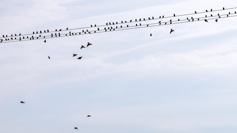 Am Donnerstag gibt es dann wieder viel Sonnenschein. Foto: Jens Büttner
