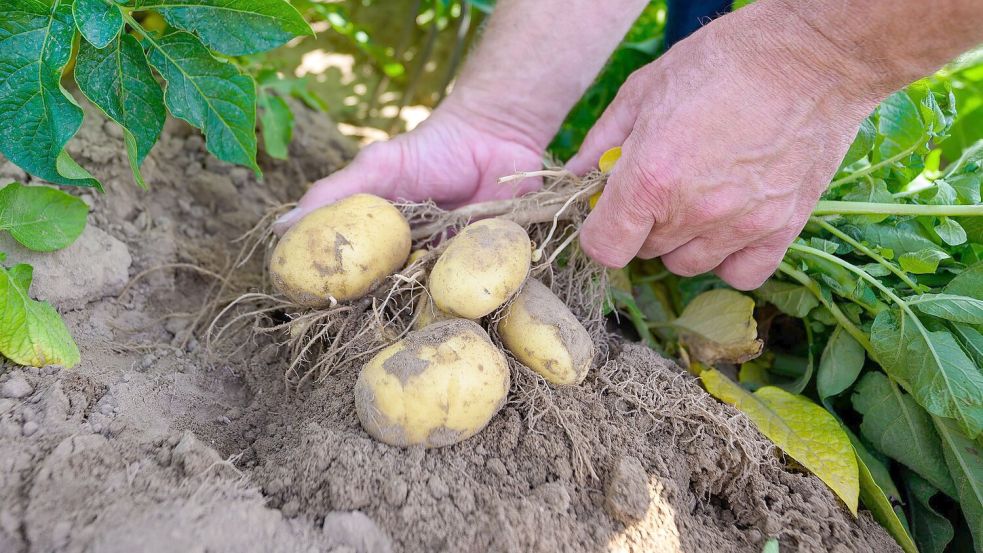 Kartoffelpflanzen werden auf einem Versuchsfeld kontrolliert. Foto: Philipp Schulze
