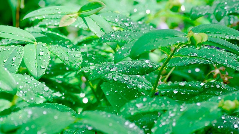 Am Wochenende fällt immer wieder mal Regen. Symbolfoto: pixabay