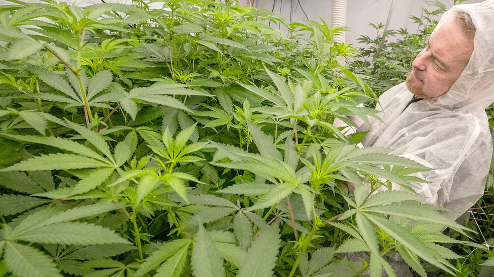 Jens Nanninga ist seit sieben Monaten Mitglied im Verein und unterstützt auch bei Anbau und Abgabe von Cannabis. Foto: Klaus Ortgies