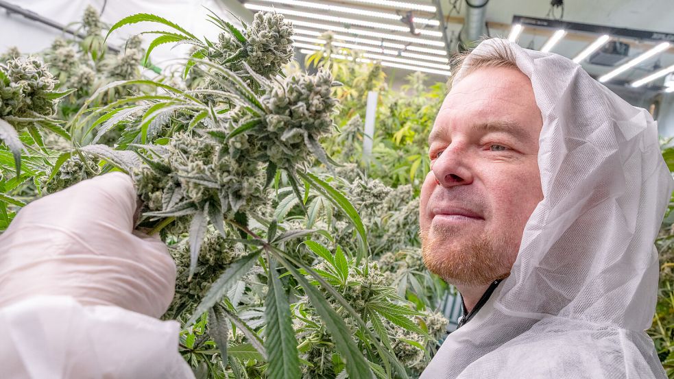 Seit 2024 baut der Cannabis Social Club legal Cannabis in einem Emder Bunker an. Vereinsmitglied Jens Nanninga, alias Nano, überprüft die Blüten. Foto: Klaus Ortgies