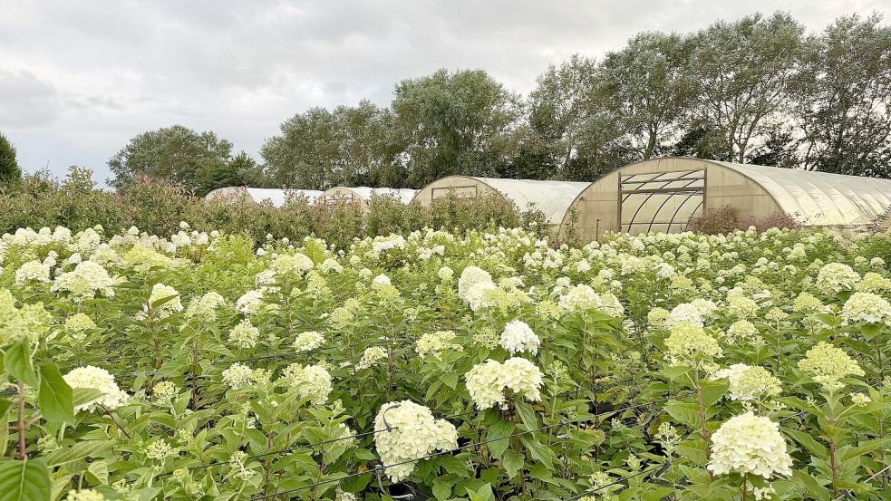 Herbstblüher und viele Gartenideen findet man bei Martens Gartencenter. Foto: Privat