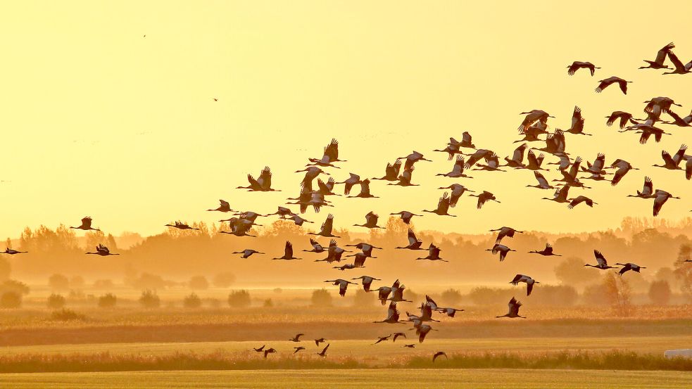Bis zu 70.000 Kraniche rasten im Herbst in der Darß-Zingster Boddenkette. Foto: Günter Nowald
