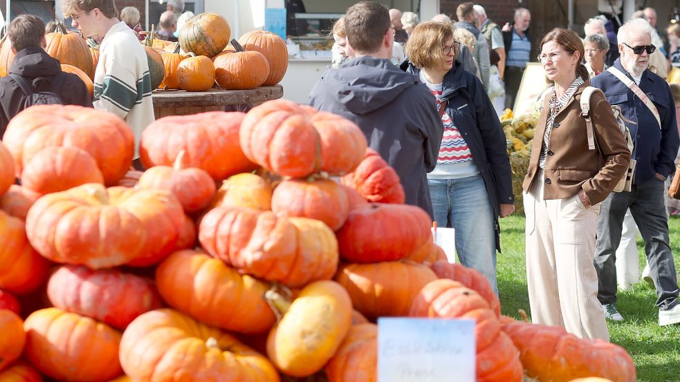 Kürbisse, wohin das Auge blickt: Es ist wieder Kürbismarkt bei Albert Ohling. Foto: Jens Doden