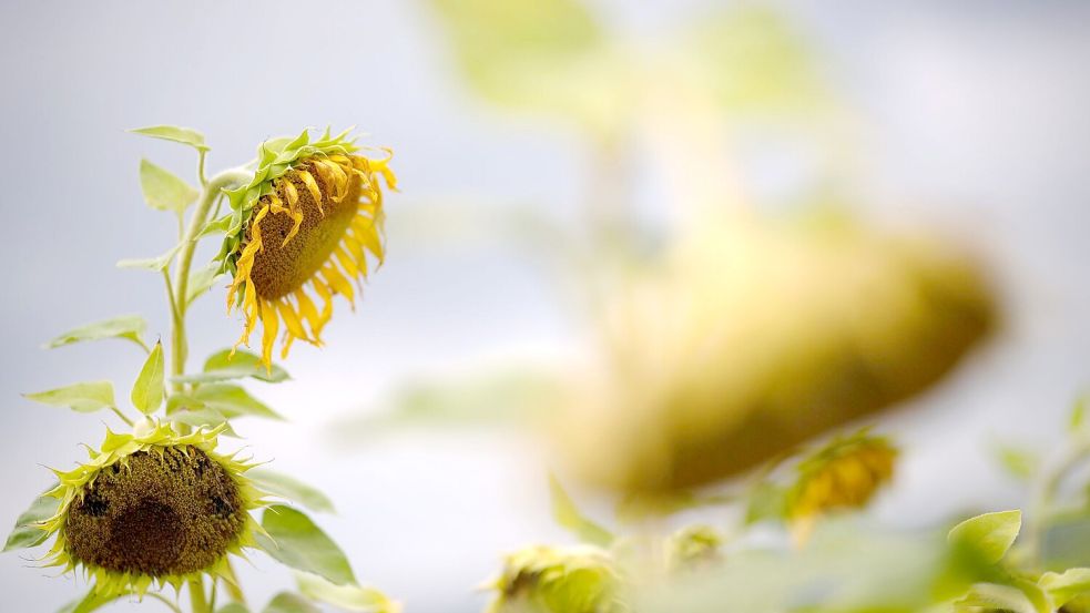 Bei der Photosynthese geben Pflanzen ein schwaches Leuchten ab. (Archivbild) Foto: Sebastian Gollnow