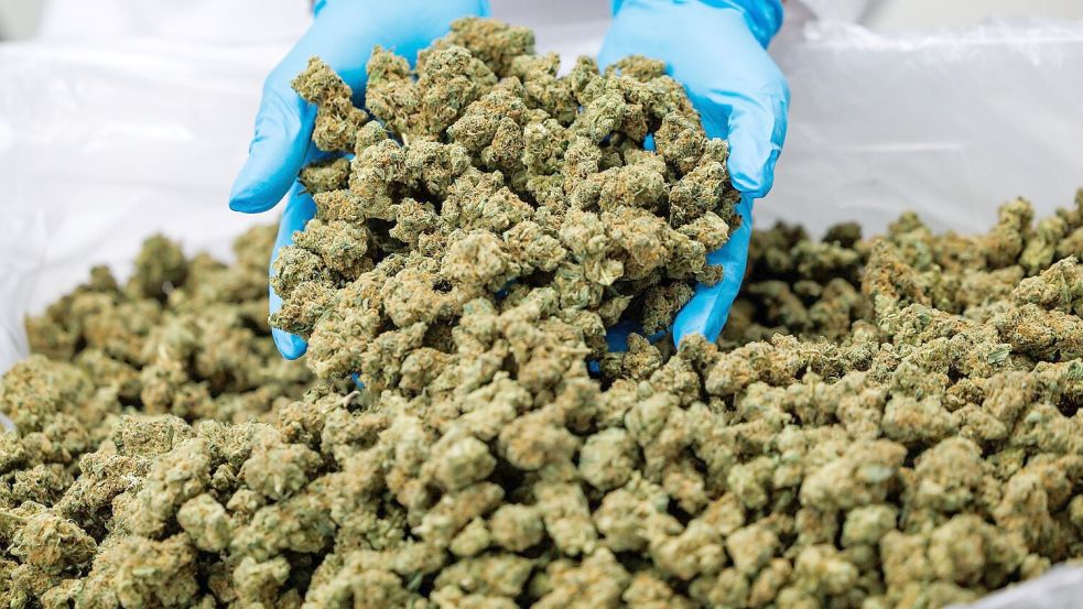 Importe von Medizinal-Cannabis steigen stark. (Archivbild) Foto: Daniel Karmann