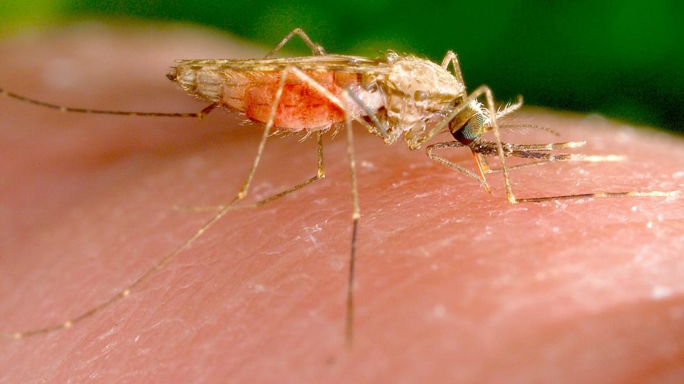 Erneut erkrankten Menschen in Frankfurt an Malaria. (Symbolbild) Foto: James Gathany/AP/dpa
