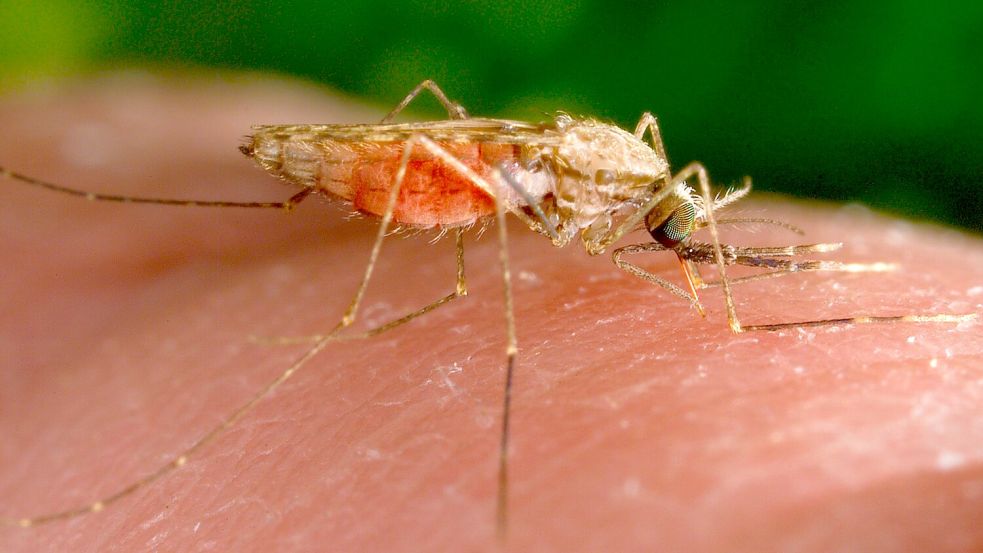 Malaria wird durch bestimmte Mücken übertragen. (Symbolbild) Foto: James Gathany/AP/dpa