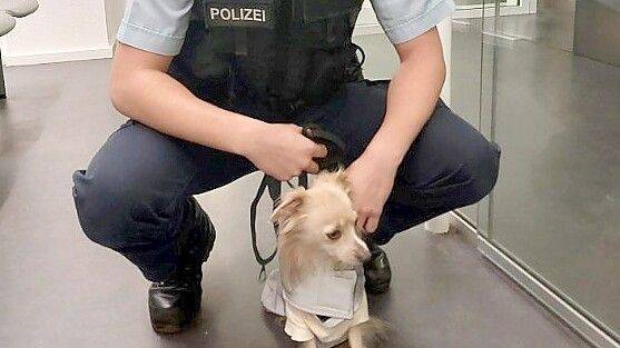 In der Wache der Bundespolizei wurde der Hund zunächst versorgt und anschließend ins Tierheim gebracht. I Foto: Polizei
