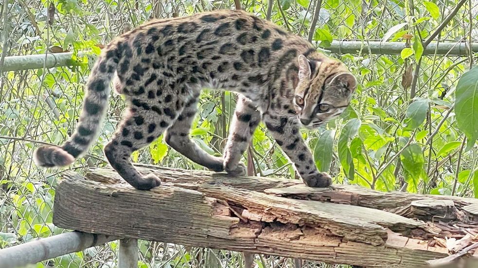 Ein Leopardus tilcayo lebt im Tierheim „La Senda Verde“. Foto: Paola Nogales-Ascarrunz/dpa