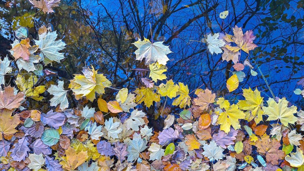 Im Herbst zeigt sich die Natur bunt  Foto: Patrick Pleul/dpa