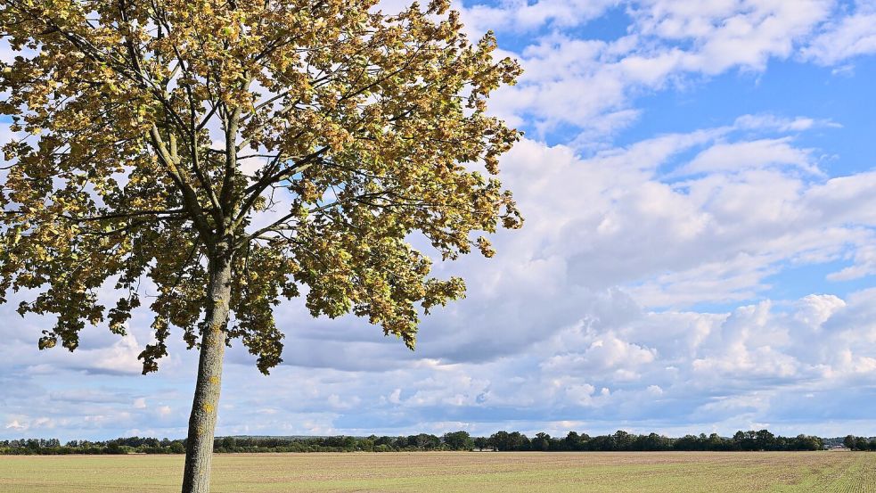 Vielen Menschen in Deutschland stehen sonnige Herbsttage bevor. Foto: Patrick Pleul/dpa